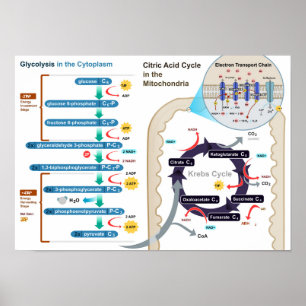 Poster Diagramme de la respiration cellulaire Glycolyse P