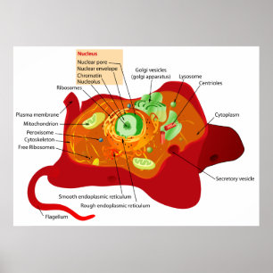 Poster Diagramme de la structure cellulaire d'une cellule