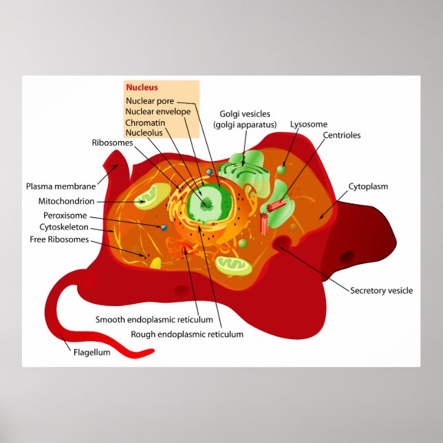 Poster Diagramme de la structure cellulaire d'une cellule (Devant)