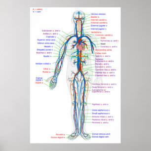 Poster Diagramme de l'affiche Artères du système circulat