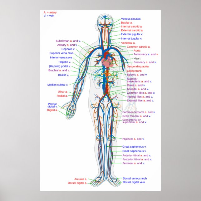 Poster Diagramme de l'affiche Artères du système circulat (Devant)
