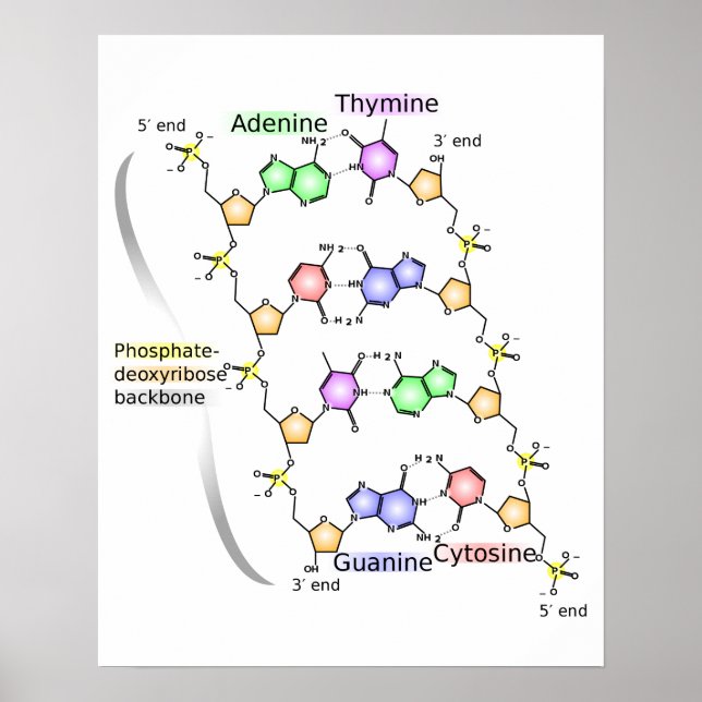 Poster Diagramme de l'affiche de la structure chimique de (Devant)