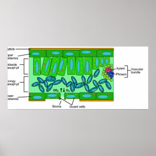 Poster Diagramme de l'anatomie de la feuille sur un Plant