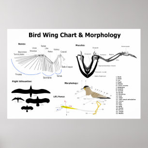 Poster Diagramme de l'anatomie des ailes d'oiseaux