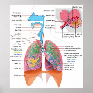 Poster Diagramme de l'appareil respiratoire humain