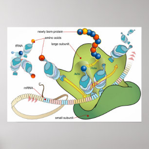 Poster Diagramme de l'ARNm des molécules d'ARNt et des pr