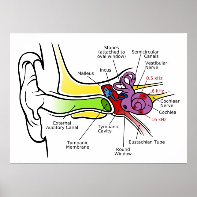 Poster Diagramme de l'oreille humaine avec Cartographie d (Devant)