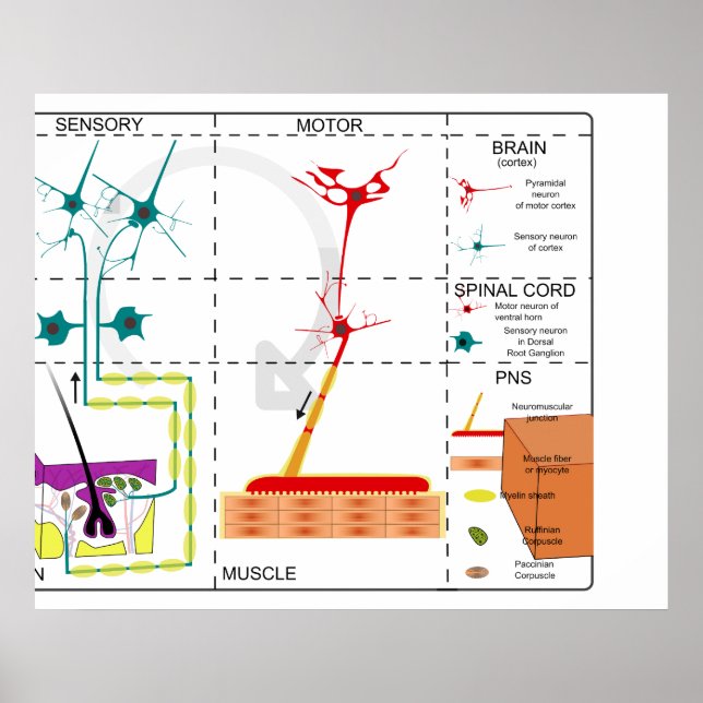 Poster Diagramme de l'organisation du système nerveux (Devant)