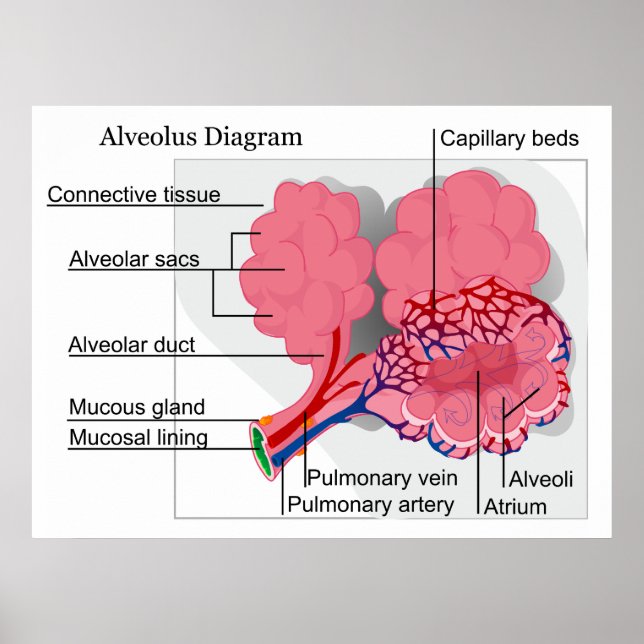 Poster Diagramme de Mammalian Alveolus of the Lungs (Devant)