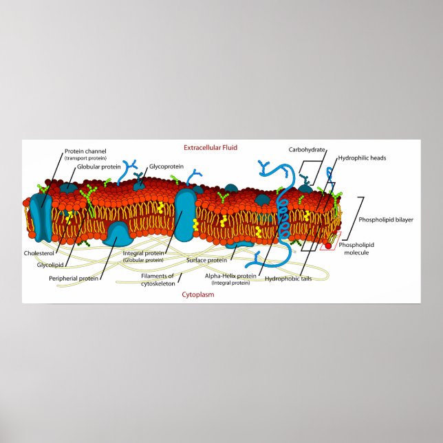 Poster Diagramme de membrane cellulaire commun à toutes l (Devant)