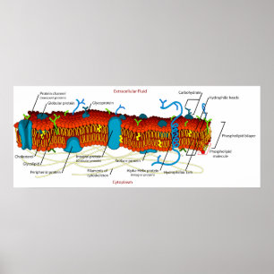 Poster Diagramme de membrane cellulaire commun en toutes