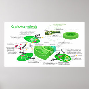 Poster Diagramme de photosynthèse C4
