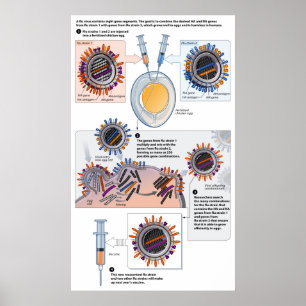 Poster Diagramme de réassortiment génétique pour les vacc