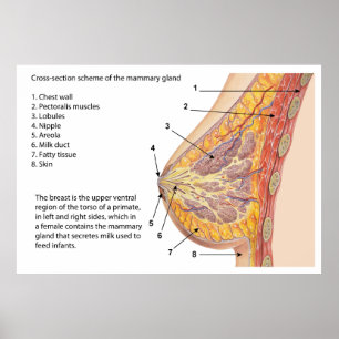 Poster Diagramme de section transversale de l'argile mamm