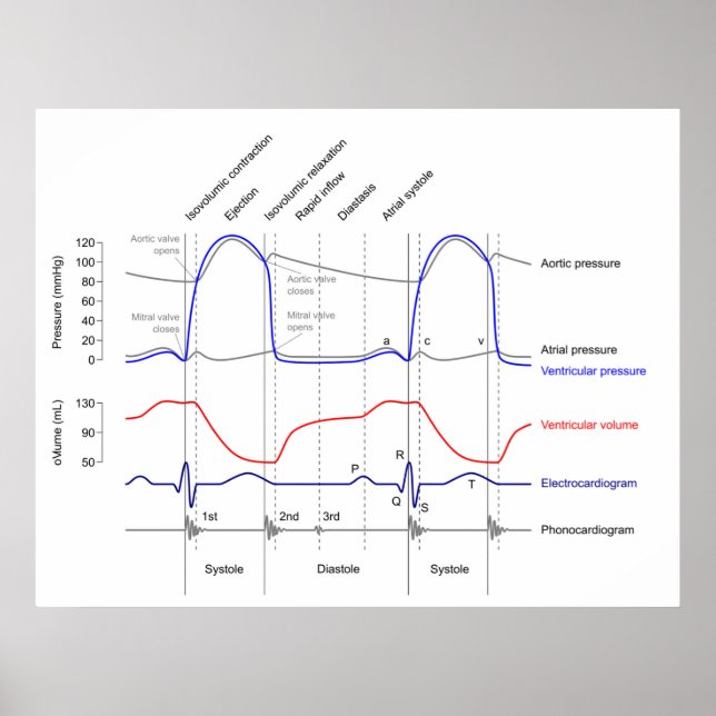 Poster Diagramme de Wiggers événements cardiaccycle gauch (Devant)