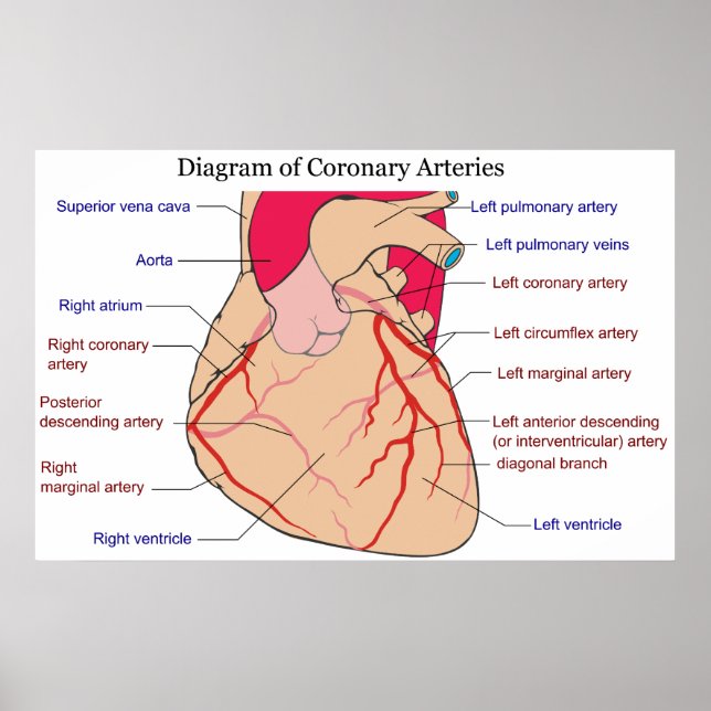 Poster Diagramme des artères coronaires d'un coeur humain (Devant)