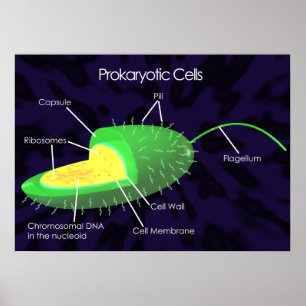 Poster Diagramme des cellules procaryotes