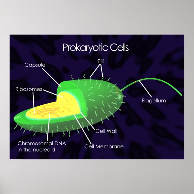 Poster Diagramme des cellules procaryotes (Devant)