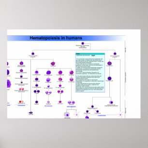 Poster Diagramme des cellules souches hématopoïétiques ch