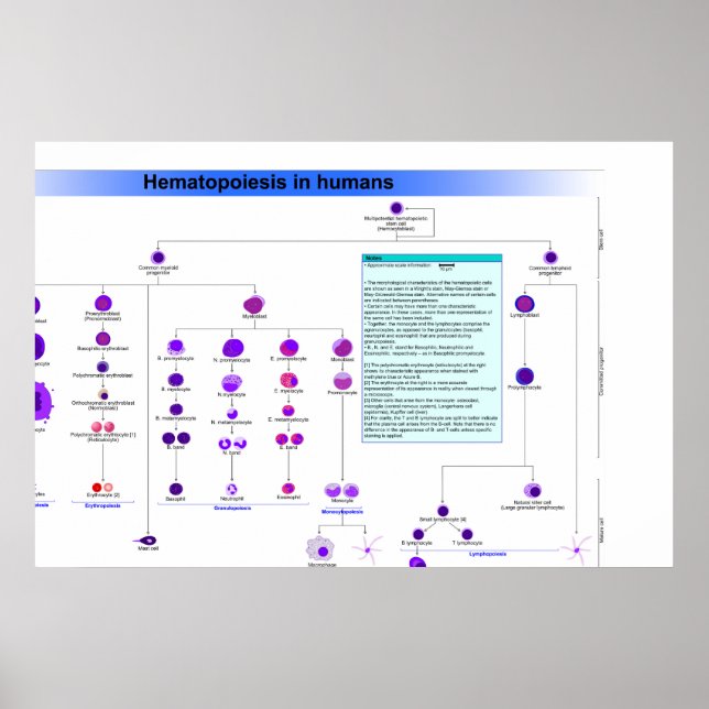 Poster Diagramme des cellules souches hématopoïétiques ch (Devant)