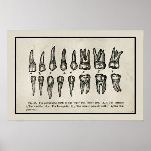 Poster Diagramme des dents inspiré vintage