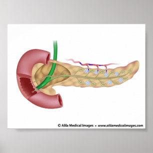 Poster Diagramme des glandes exocriniennes et endocrinien