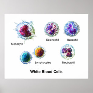 Poster Diagramme des leucocytes de globules blancs