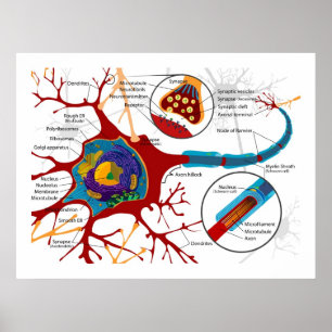 Poster Diagramme des neurones Cellules nerveuses