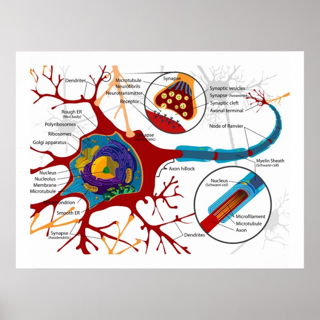 Poster Diagramme des neurones Cellules nerveuses (Devant)