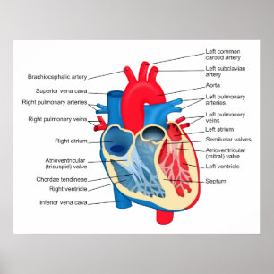 Poster Diagramme des parties individuelles du coeur humai