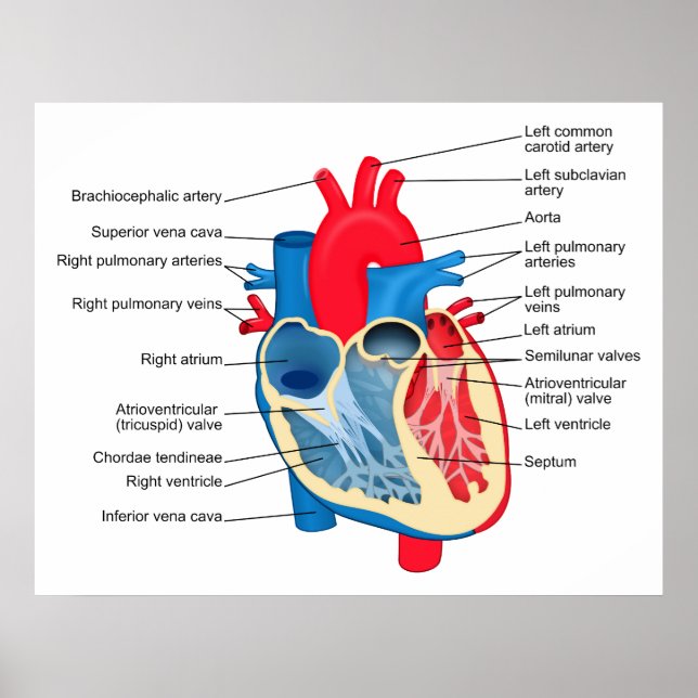 Poster Diagramme des parties individuelles du coeur humai (Devant)