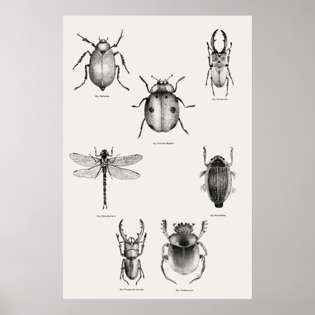 Poster Diagramme d'insectes (Devant)