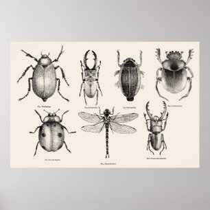 Poster Diagramme d'insectes II