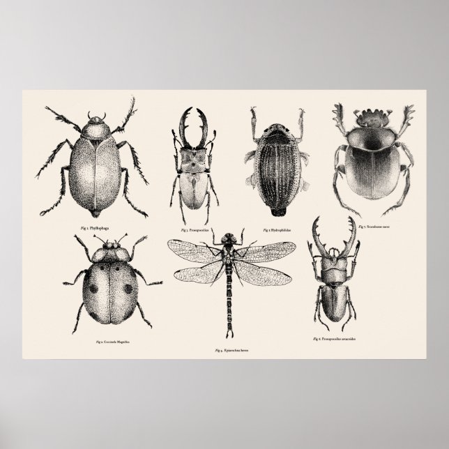 Poster Diagramme d'insectes II (Devant)