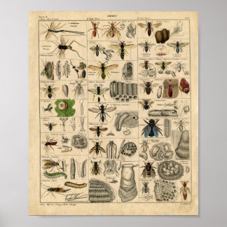Poster Diagramme d'insectes vintage