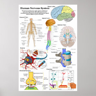 Poster Diagramme du cerveau humain et du système nerveux