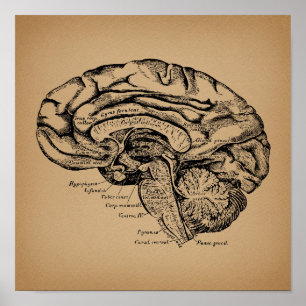 Poster Diagramme du cerveau Vintage Antique Art Anatomiqu
