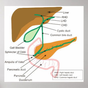 Poster Diagramme du cholagogue biliaire humain de système