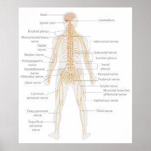 Poster Diagramme du corps nerveux humain