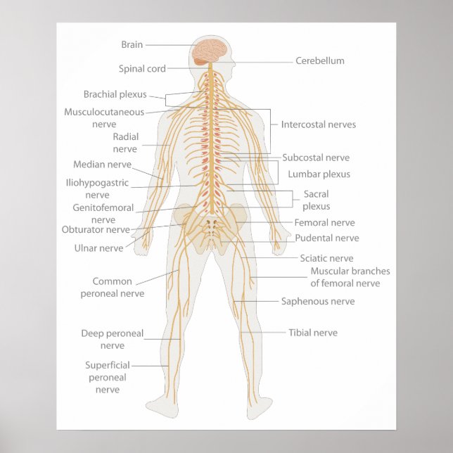 Poster Diagramme du corps nerveux humain (Devant)