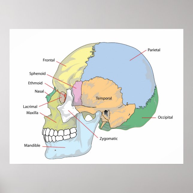 Poster Diagramme du crâne humain adulte (Devant)