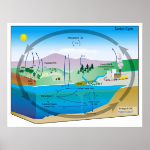 Poster Diagramme du cycle biogéochimique du carbone