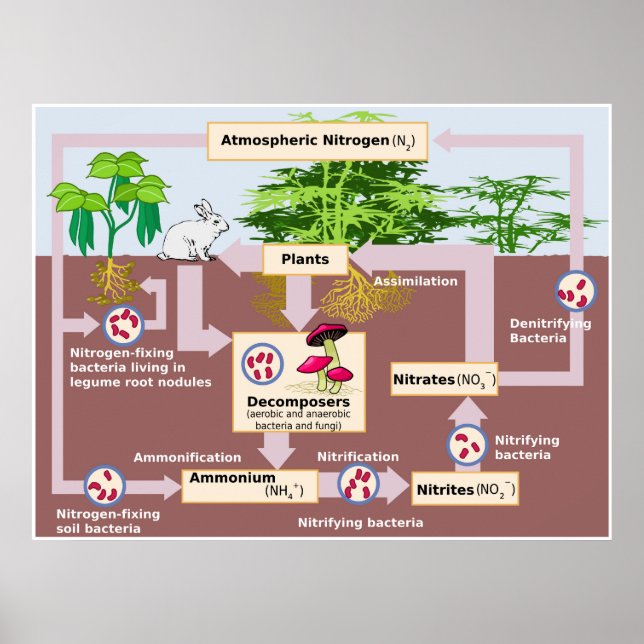 Poster Diagramme du cycle de l'azote de la Terre (Devant)