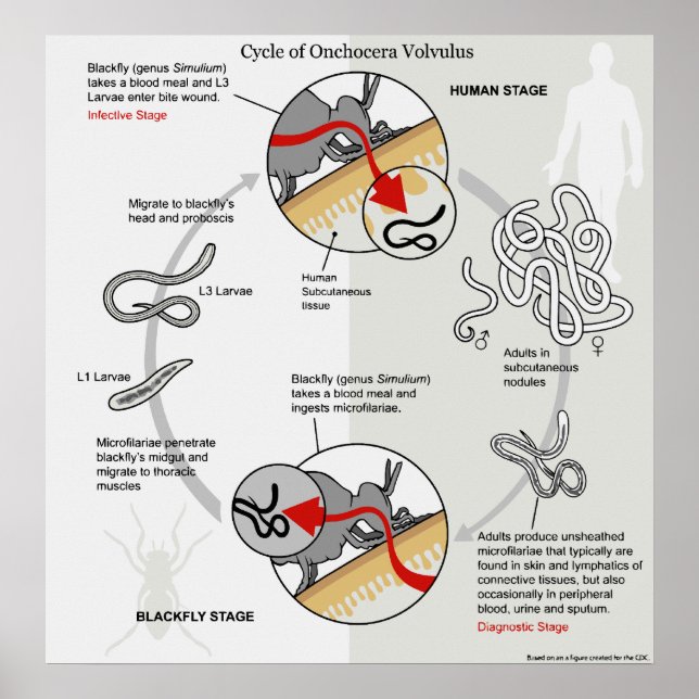 Poster Diagramme du cycle de vie de Onchocerca Volvulus (Devant)