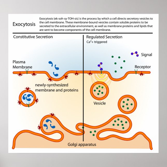 Poster Diagramme du processus cellulaire Exocytose (Devant)