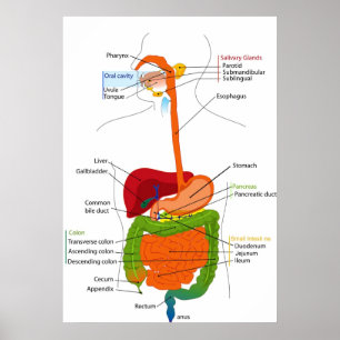Poster Diagramme du sentier gastro-intestinal humain