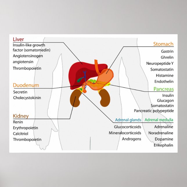 Poster Diagramme du système d'algues endocriniennes (Devant)