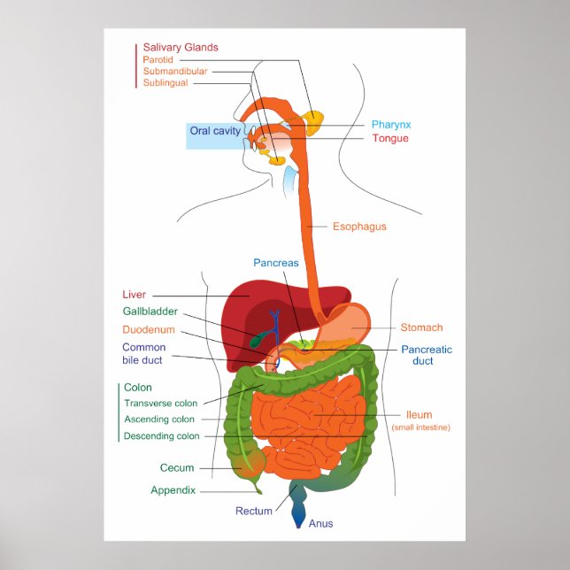 Poster Diagramme du système digestif humain (Devant)