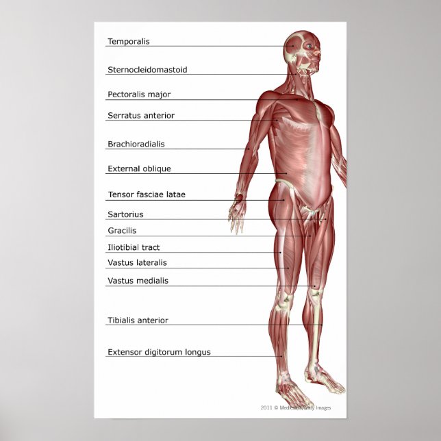Poster Diagramme du système musculaire (Devant)