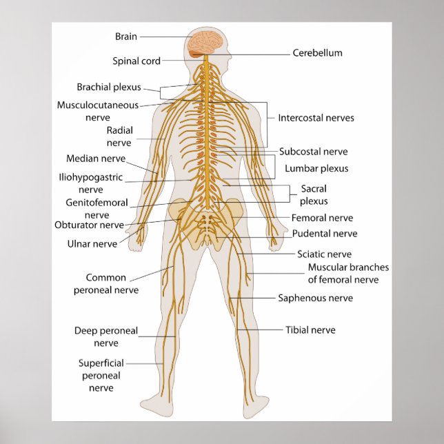 Poster Diagramme du système nerveux du corps humain (Devant)